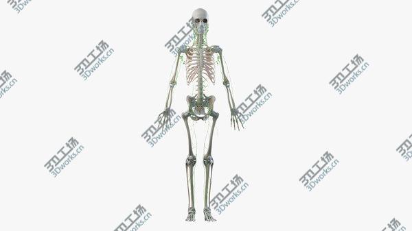 images/goods_img/20210312/Obese Female Skin, Skeleton And Lymphatic System 3D/3.jpg